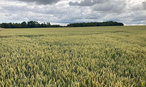Scottish wheat on a cloudy day.